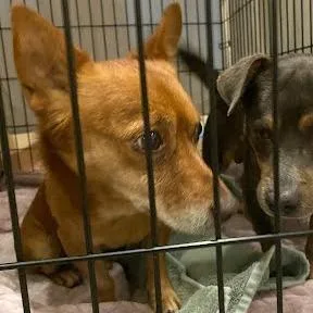 A senior small-sized male Red / Chestnut / Orange Chihuahua dog named Doc Marten for adoption in Austin, TX