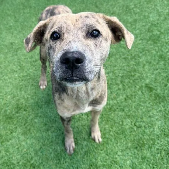 An adult medium-sized female Brindle Mixed Breed dog named Sweet Girl for adoption in Buffalo, MN