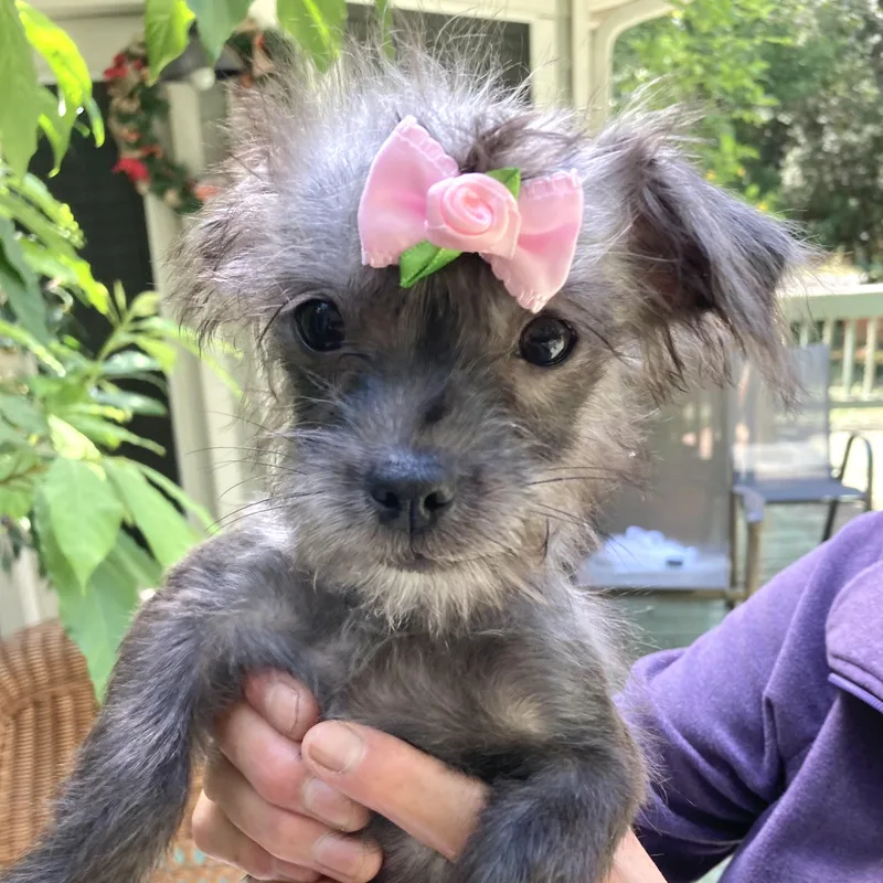 A baby small-sized female Gray / Blue / Silver Shih Tzu dog named Sasha for adoption in Conroe, TX