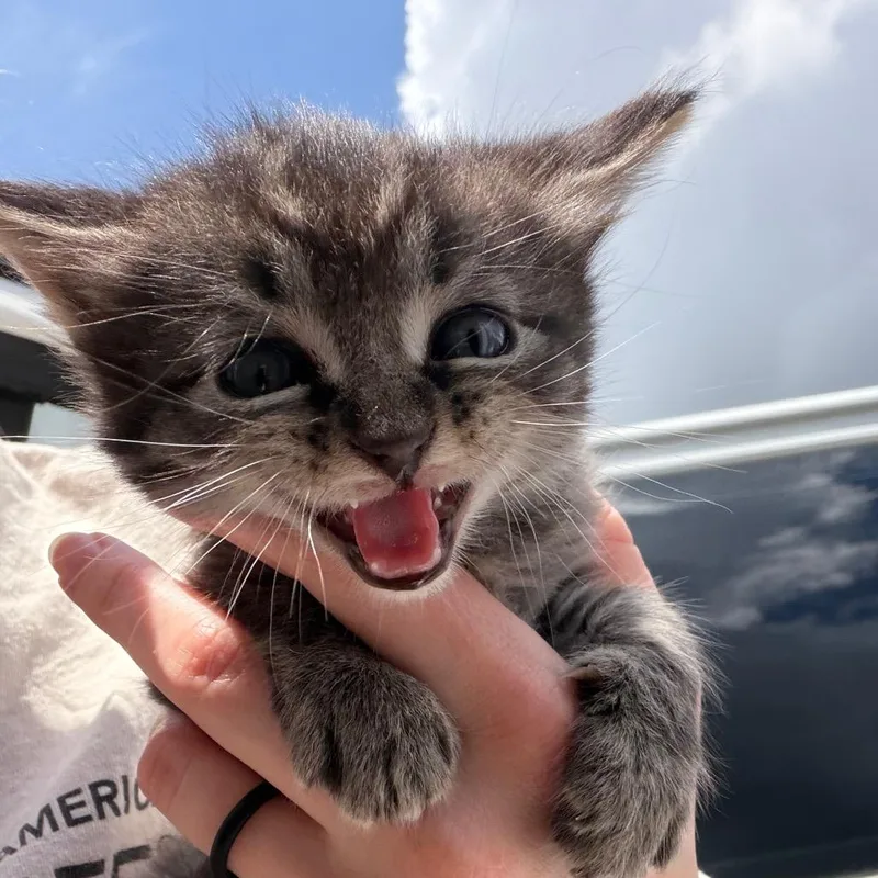 A baby small-sized male Gray / Blue / Silver Domestic Medium Hair cat named Boss for adoption in Marshall, TX