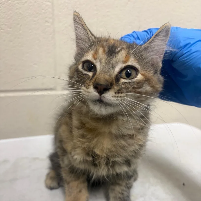 A baby small-sized female Domestic Short Hair cat named Myrtle for adoption in Milton, FL