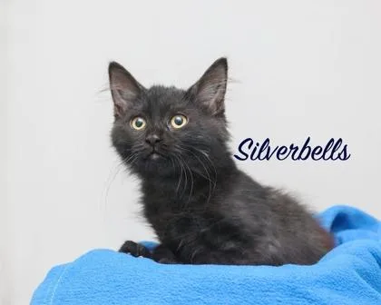 Silverbells