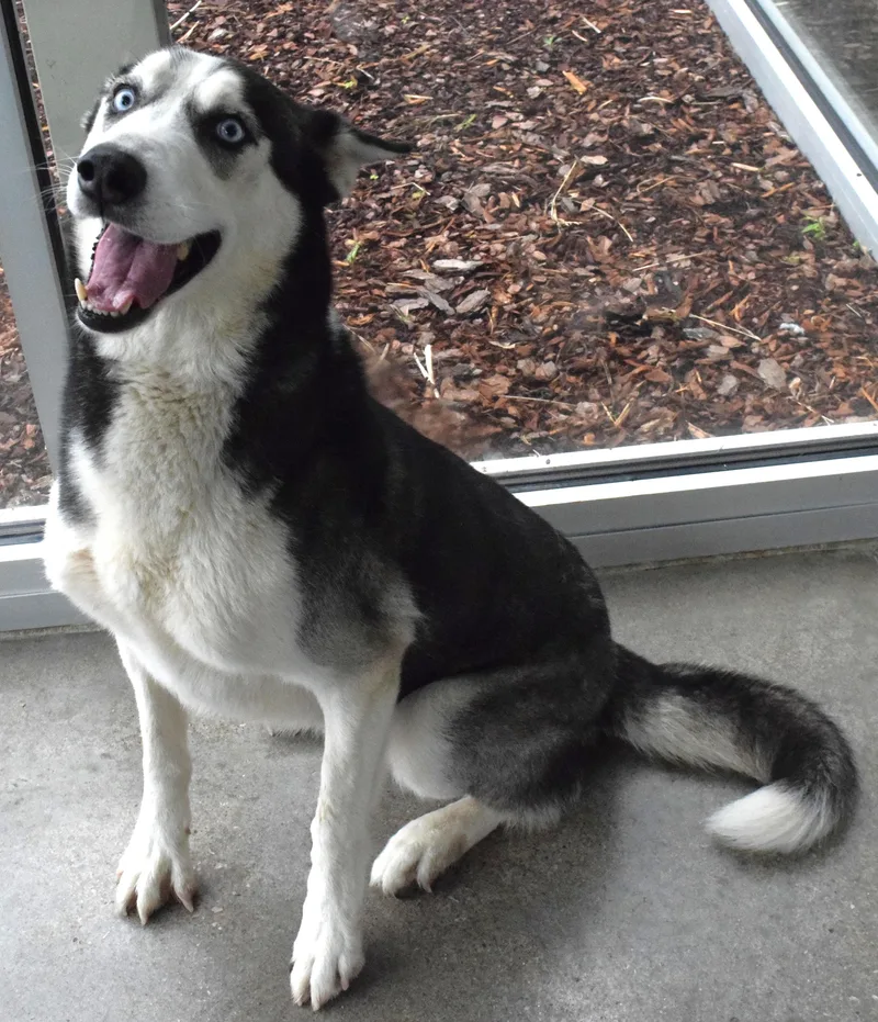 An adult large-sized male Black Husky dog named 22274 for adoption in Broken Arrow, OK