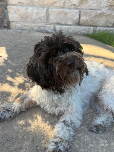 An adult small-sized female Shih Tzu dog named Lucy for adoption in Vernon, CT