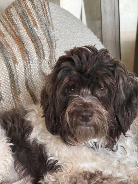 Lucy thumbnail 2