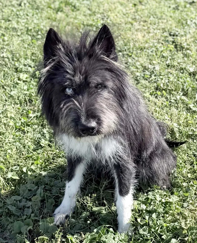 A young medium-sized male Black Husky dog named Grimm for adoption in Wapakoneta, OH