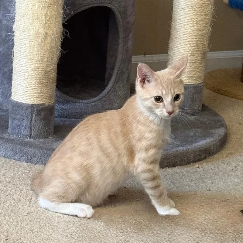 A baby small-sized male Orange / Red Domestic Short Hair cat named Fruit Fly for adoption in Gibsonia, PA