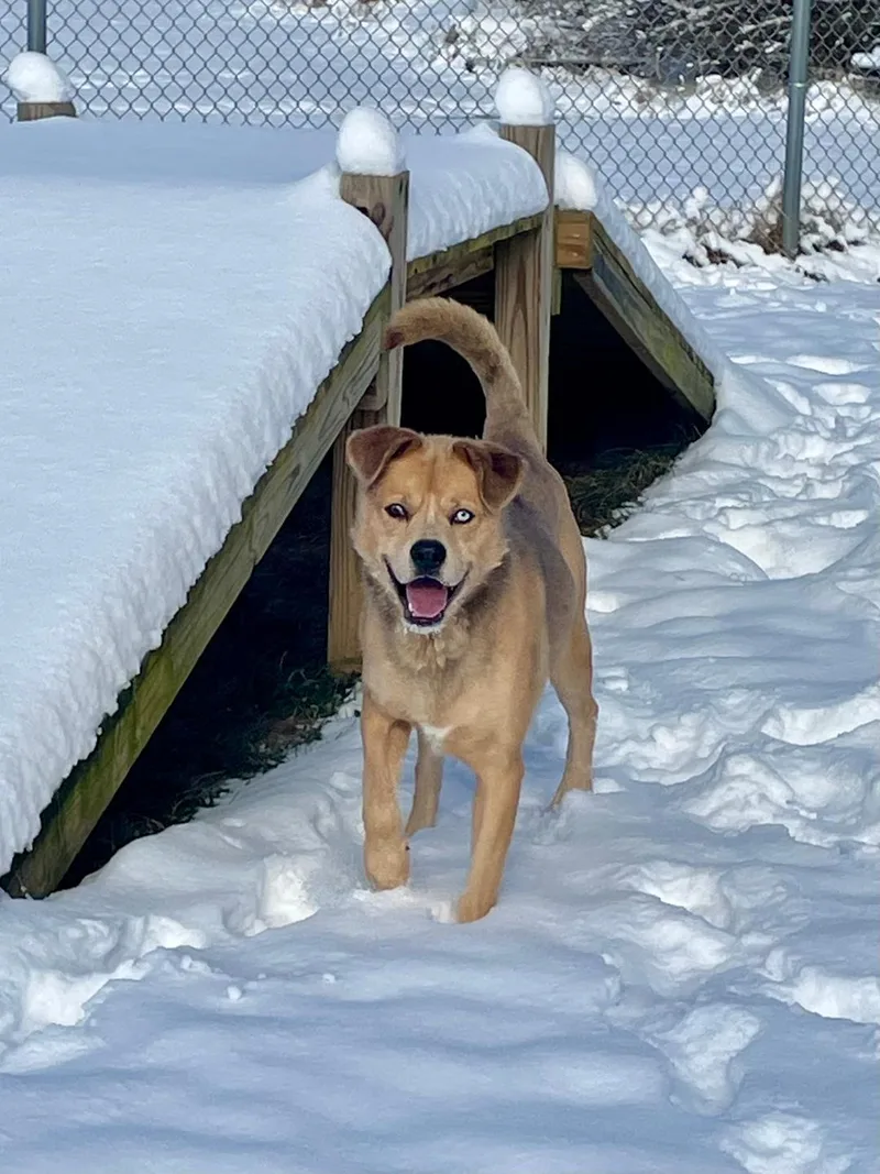 An adult medium-sized male Brown / Chocolate Mixed Breed dog named Buddy Blue Eye for adoption in Point Pleasant, WV