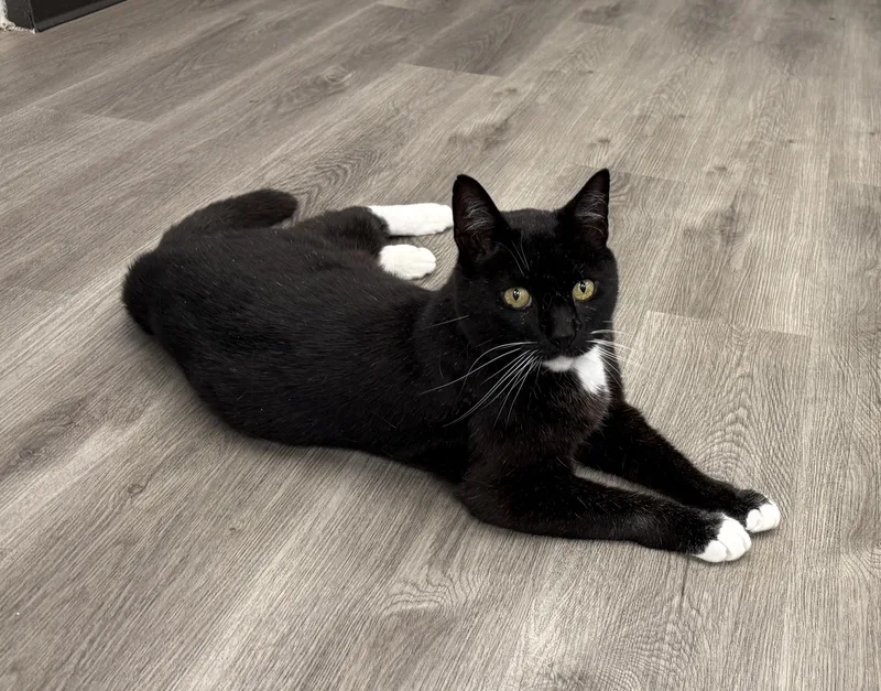 An adult large-sized male Black & White / Tuxedo Domestic Short Hair cat named LOCAL CAT The for adoption in Clayville, RI