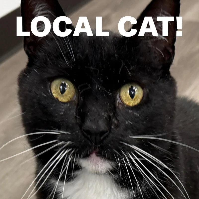 LOCAL CAT  The thumbnail 4