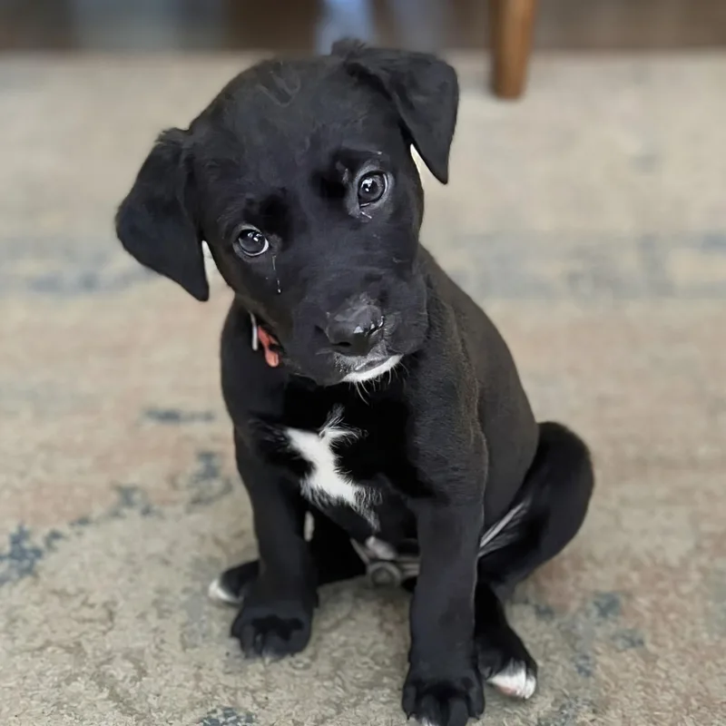 A baby medium-sized male Black Labrador Retriever dog named Summit for adoption in Potomac, MD