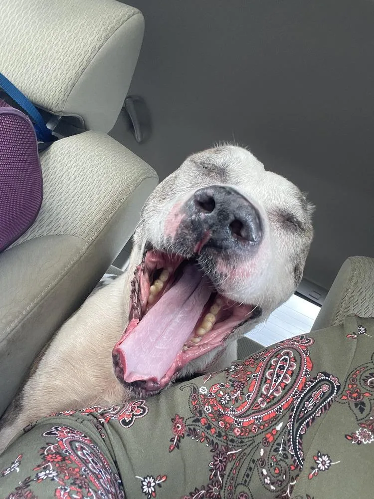 An adult medium-sized male American Staffordshire Terrier dog named Walter for adoption in Lakeland, FL
