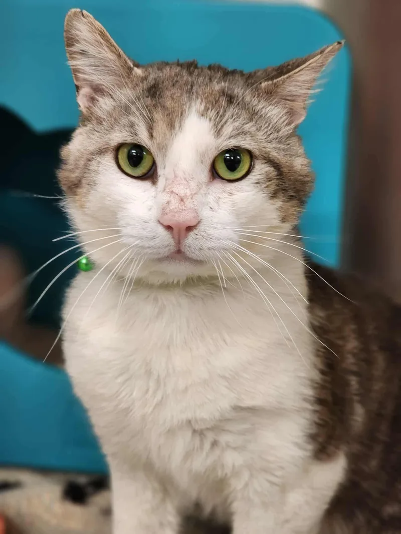 Ian Mckellan thumbnail 2