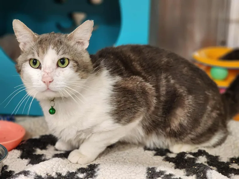 Ian Mckellan thumbnail 4