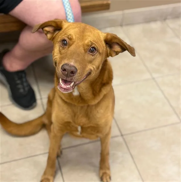 An adult medium-sized female Vizsla dog named Sally for adoption in Conroe, TX