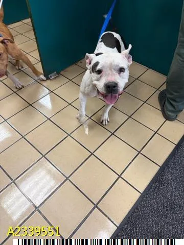 An adult large-sized female Mixed Breed dog named Sloane for adoption in West Palm Beach, FL