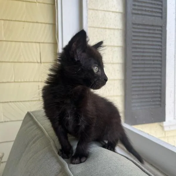 A baby small-sized male Black Domestic Medium Hair cat named Captain America for adoption in Evanston, IL