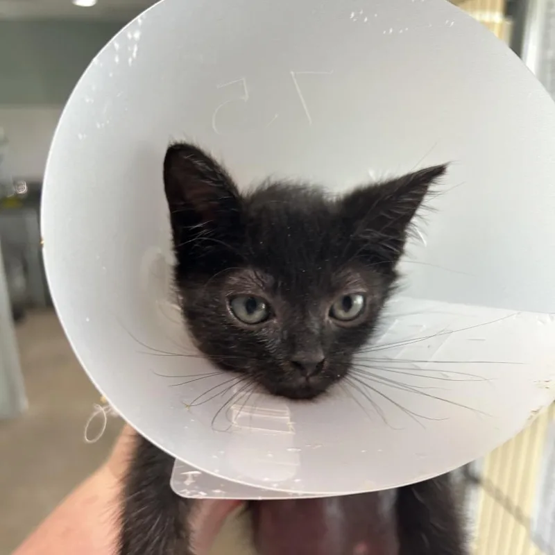 A baby small-sized female Black Domestic Short Hair cat named Dana for adoption in Leander, TX