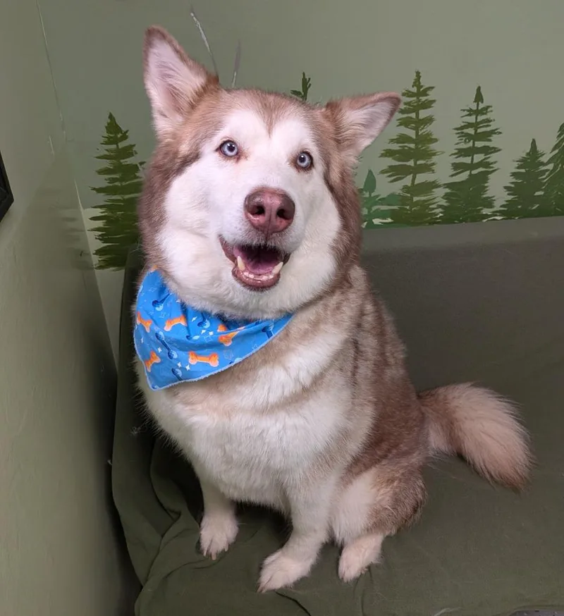 Nala thumbnail 3