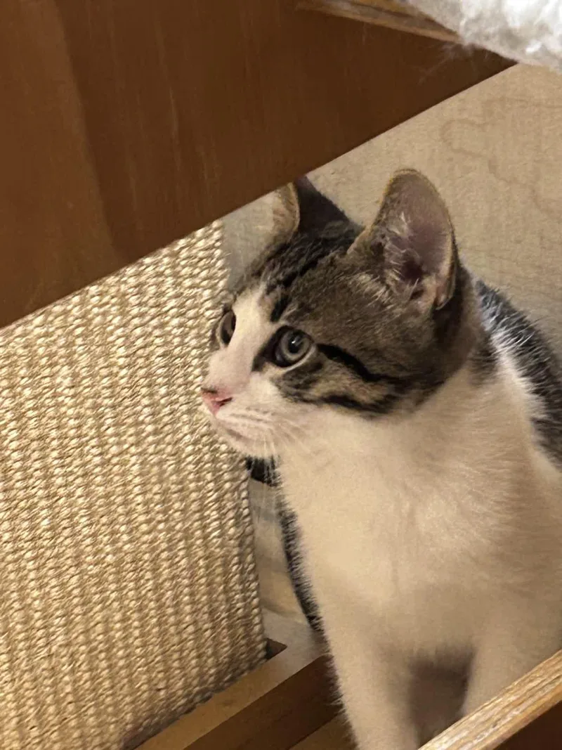A baby medium-sized male Domestic Short Hair cat named Alder for adoption in Austin, TX