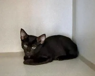 A baby small-sized male Black Domestic Short Hair cat named Blaze for adoption in Winter Haven, FL