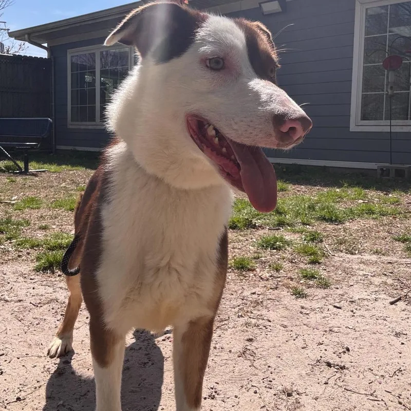 A young medium-sized male Brown / Chocolate Husky dog named Glacier for adoption in Chesapeake, VA