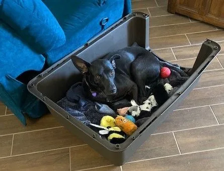 Macaroni Aka Shadow thumbnail 2