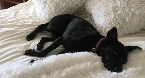 Macaroni Aka Shadow thumbnail 3