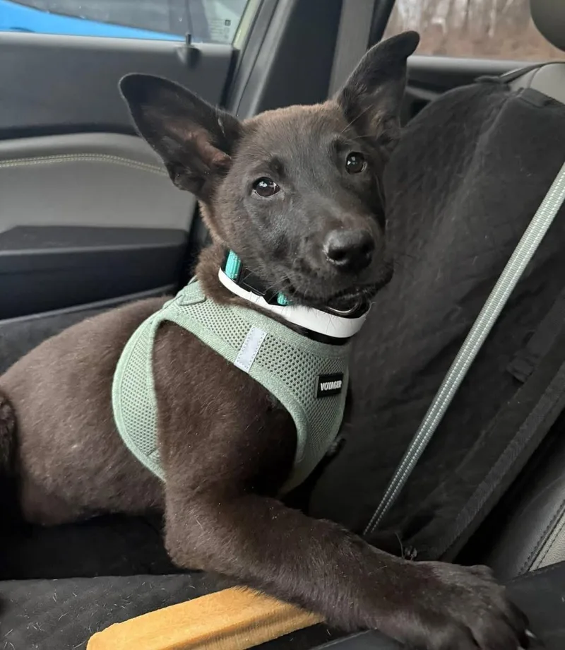 Olive In New England thumbnail 2