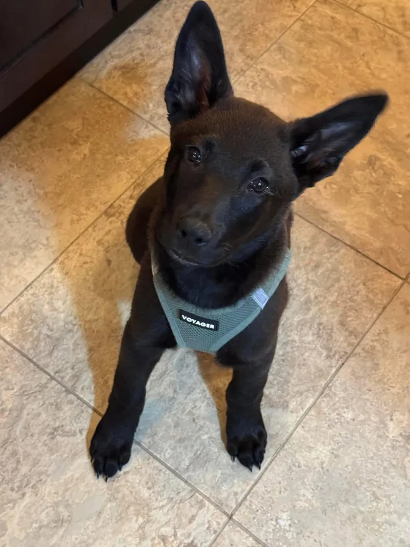 Olive In New England thumbnail 3