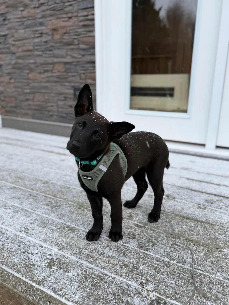 Olive In New England thumbnail 4