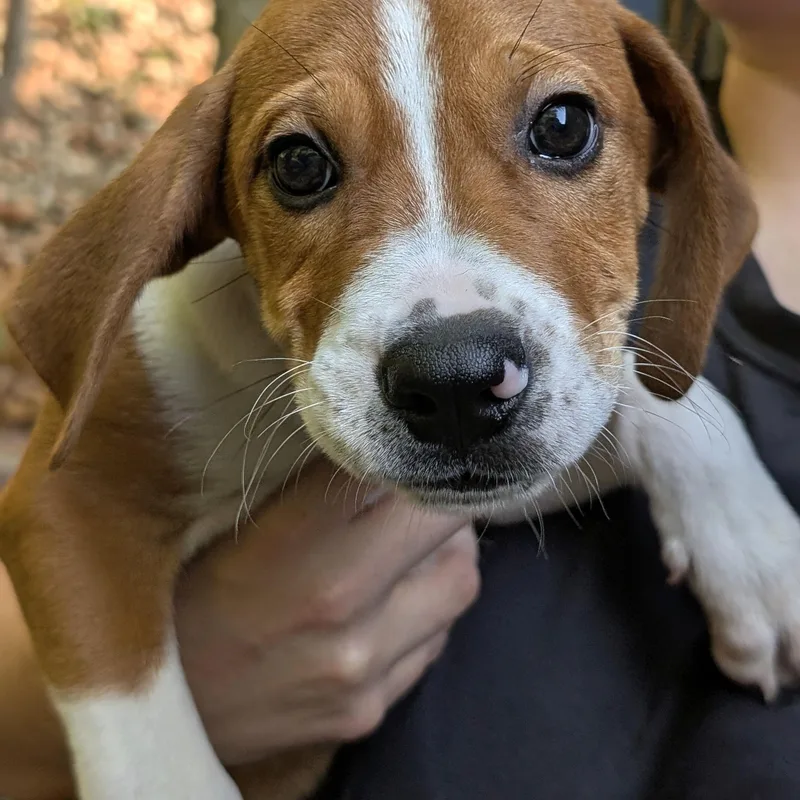 A baby medium-sized male Red / Chestnut / Orange Hound dog named Arvee for adoption in House Springs, MO