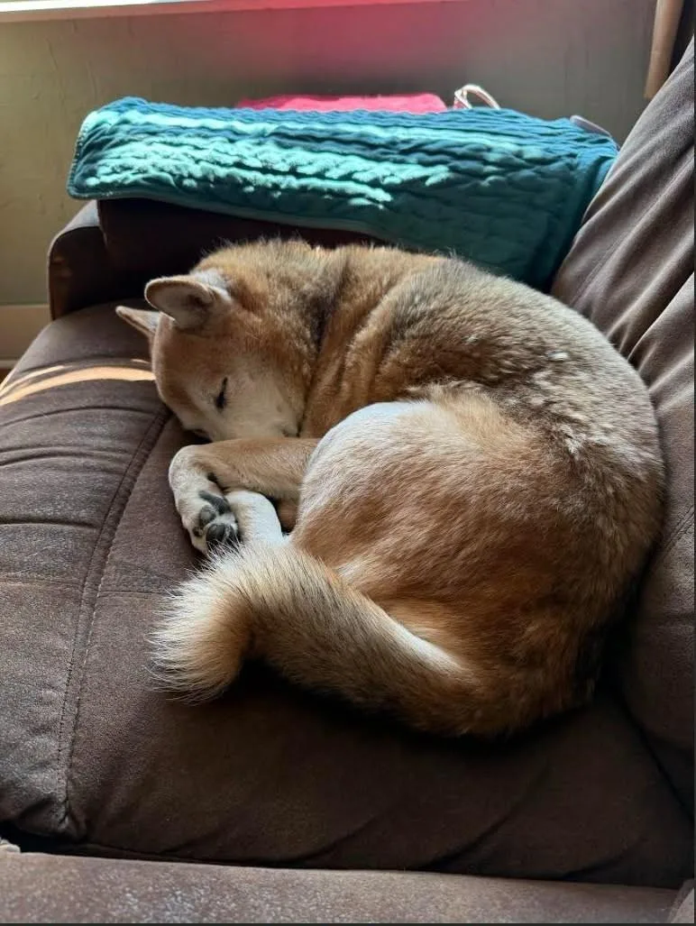 An adult medium-sized male Red / Chestnut / Orange Shiba Inu dog named Jeter for adoption in Toms River, NJ