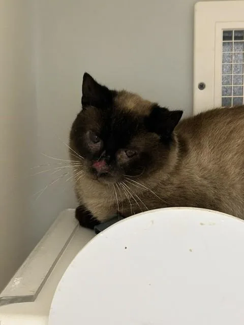 An adult medium-sized male Siamese cat named Toast for adoption in Statesville, NC