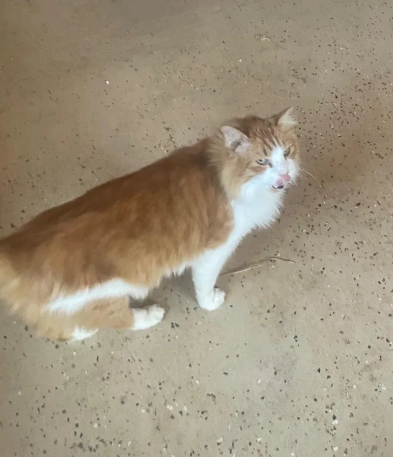 A senior medium-sized male Domestic Long Hair cat named Cooper for adoption in Fort Oglethorpe, GA
