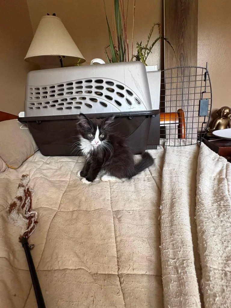 A baby small-sized female Domestic Long Hair cat named Gizmo for adoption in Kettering, OH