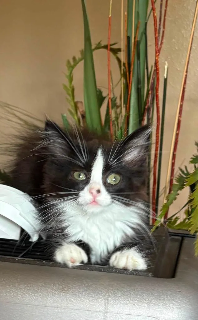 Gizmo thumbnail 2