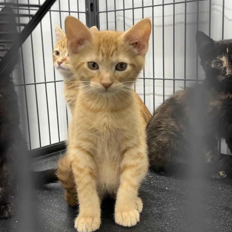A baby medium-sized male Tabby (Orange / Red) Domestic Short Hair cat named Twix for adoption in Richmond, MO