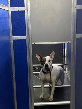 An adult medium-sized female Mixed Breed dog named Fifi for adoption in West Chester, PA