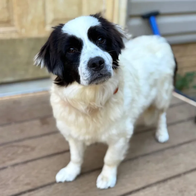 An adult small-sized female White / Cream Mixed Breed dog named Hattie for adoption in Fredericksburg, VA