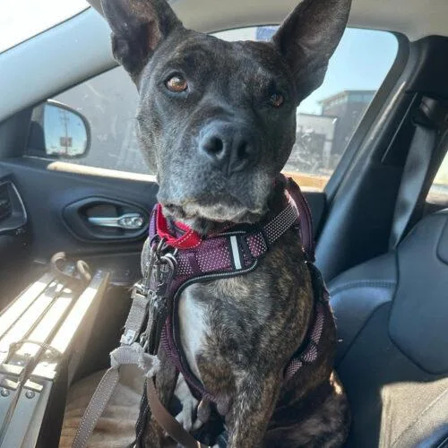 Honey Lee thumbnail 2