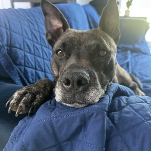 Honey Lee thumbnail 3