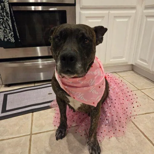 Honey Lee thumbnail 5