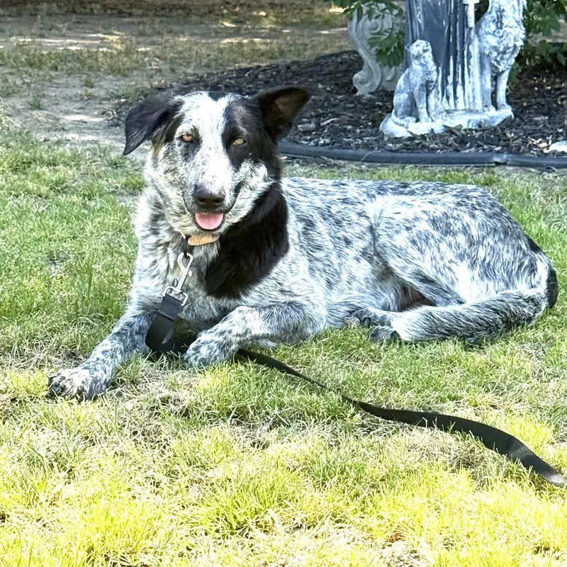 Ella