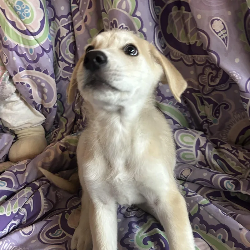 A baby medium-sized female Yellow / Tan / Blond / Fawn Husky dog named Madeline for adoption in Madison Heights, MI