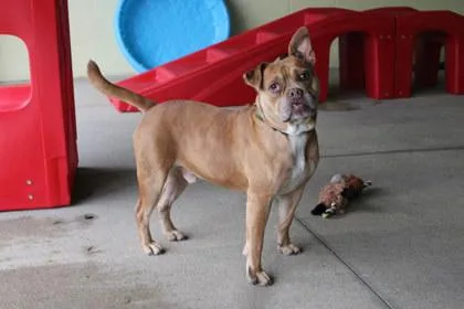 An adult large-sized male Pit Bull Terrier dog named Kj for adoption in Kansas City, MO