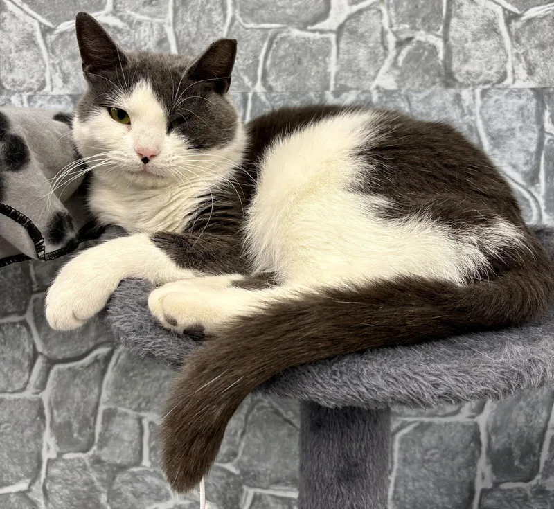An adult medium-sized female Gray & White Domestic Short Hair cat named Aggie for adoption in Pittsburgh, PA