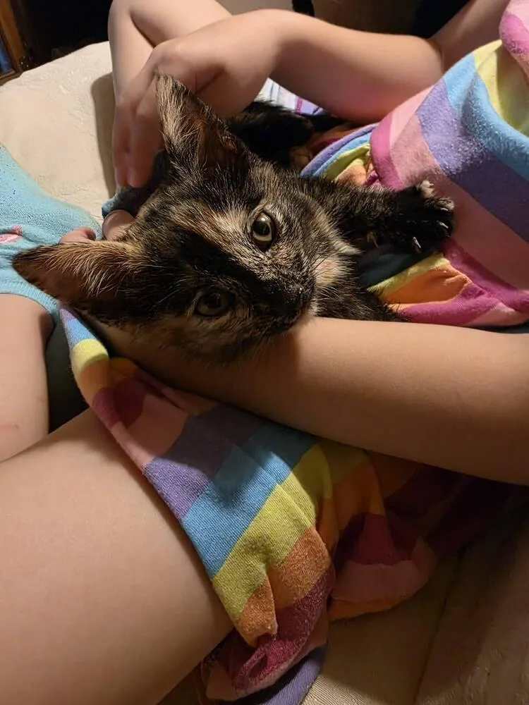 A baby small-sized female Tortoiseshell Domestic Short Hair cat named Jazzy for adoption in Skippack, PA