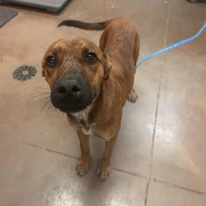 A young small-sized female Red / Chestnut / Orange Mixed Breed dog named Tumblr for adoption in Flagstaff, AZ