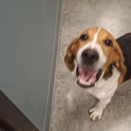 A baby small-sized male Beagle dog named Snoopy for adoption in Hannibal, MO